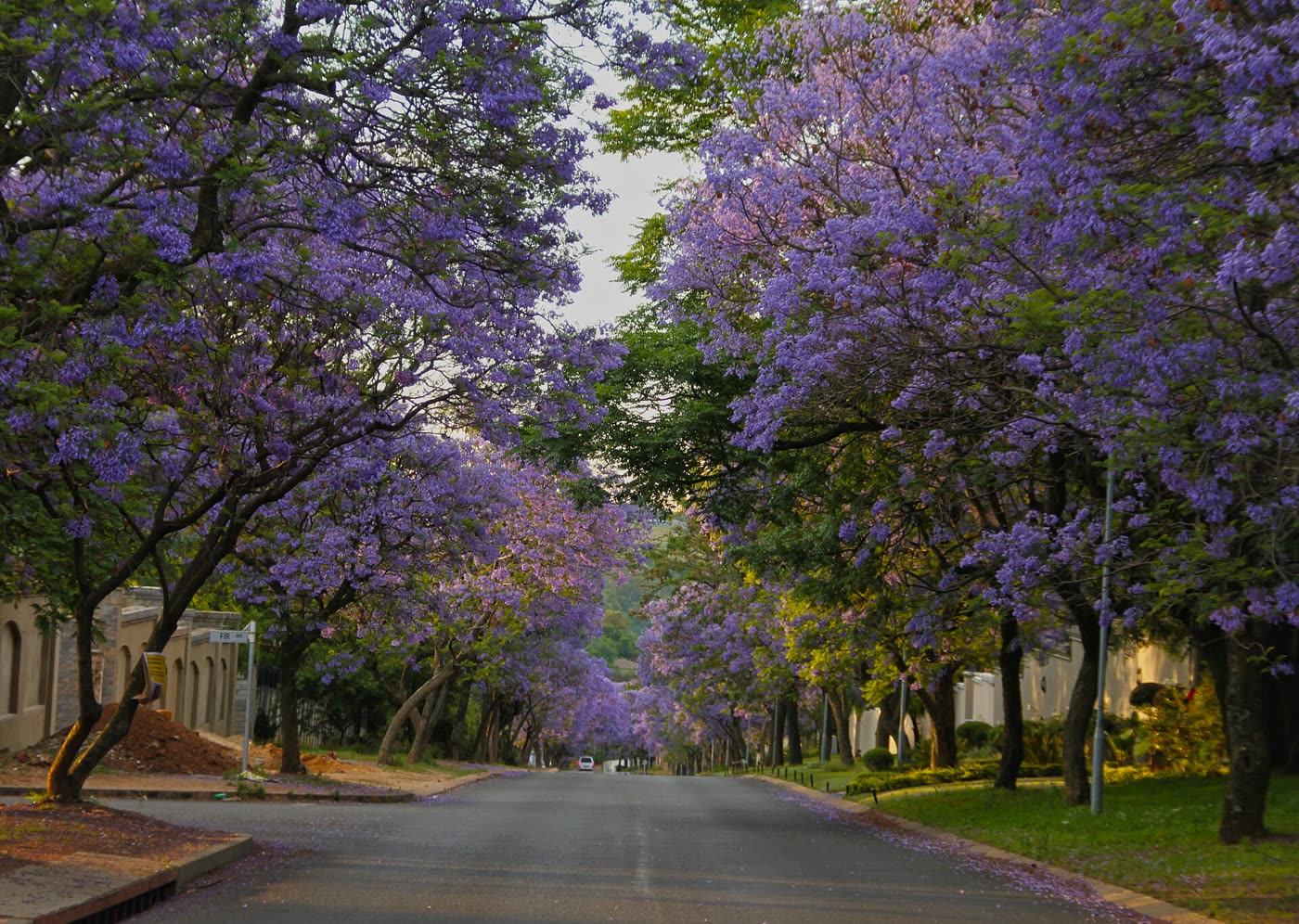 A quiet street lined with purple jacaranda trees