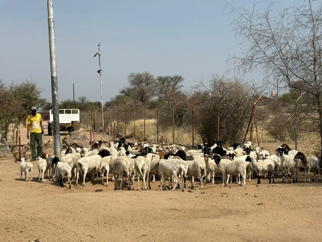 The flock: Part of the 122 sheep