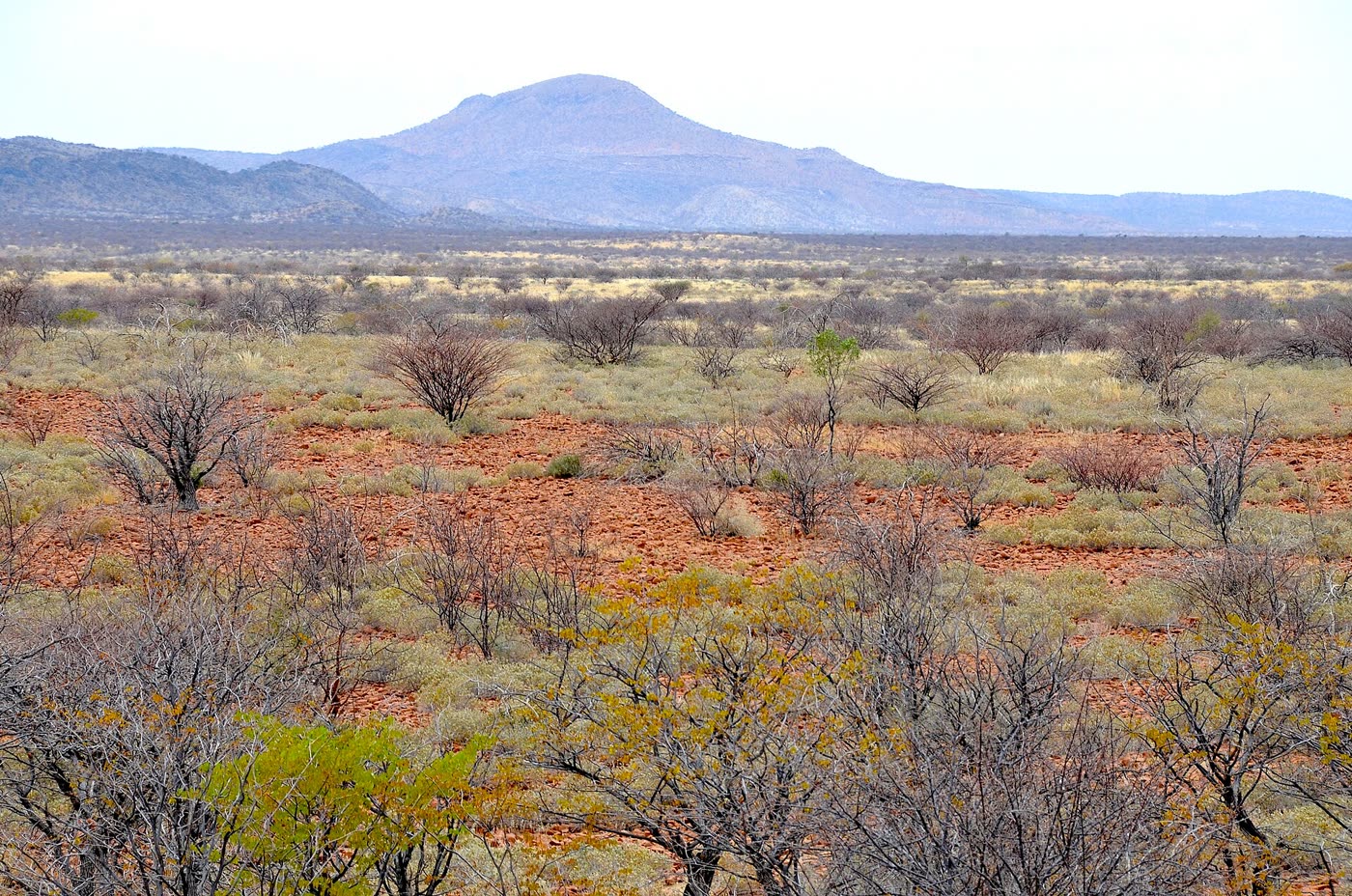 Open Namibian bushland with a mountain on the horizon